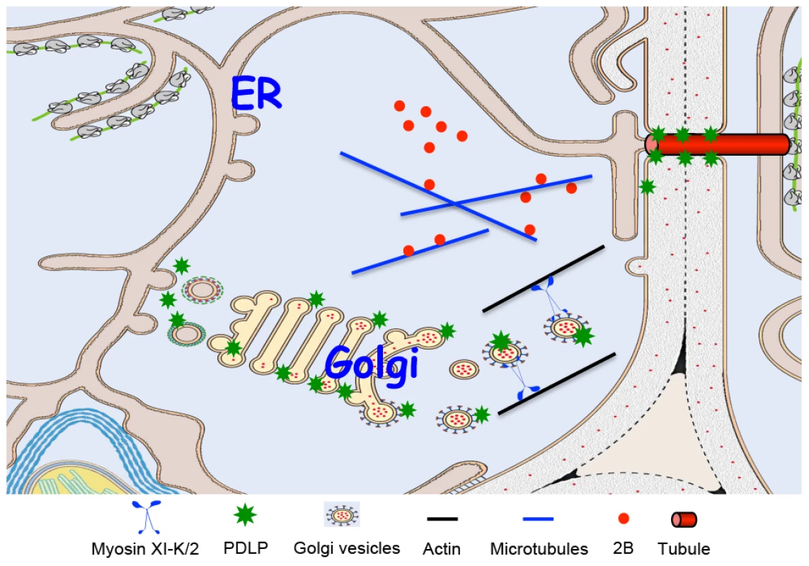 Model for PDLP and GFLV MP 2B targeting to PD and tubule formation.