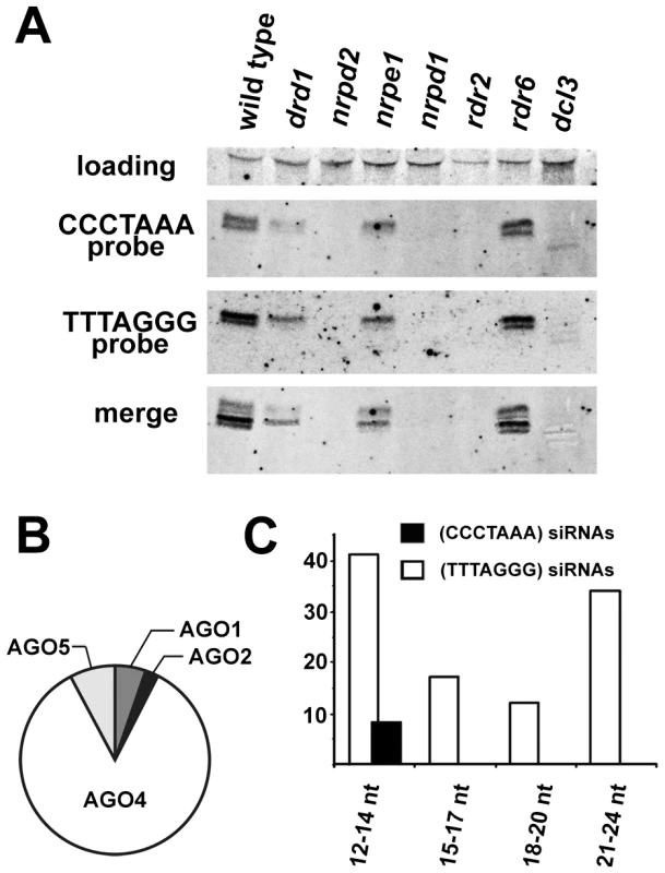 Detection of telomeric siRNAs.