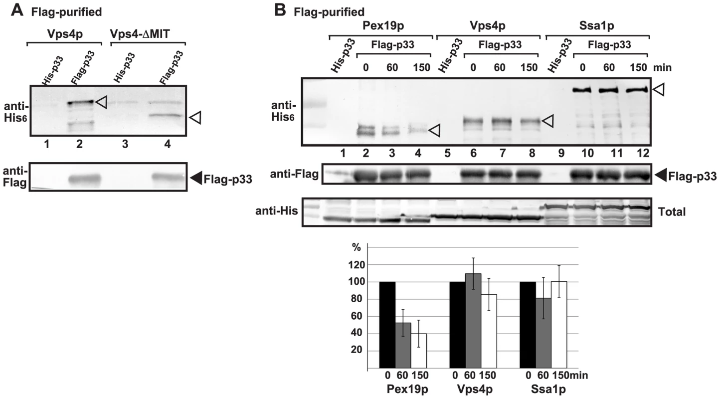 Vps4p is a permanent component in the tombusvirus VRCs.