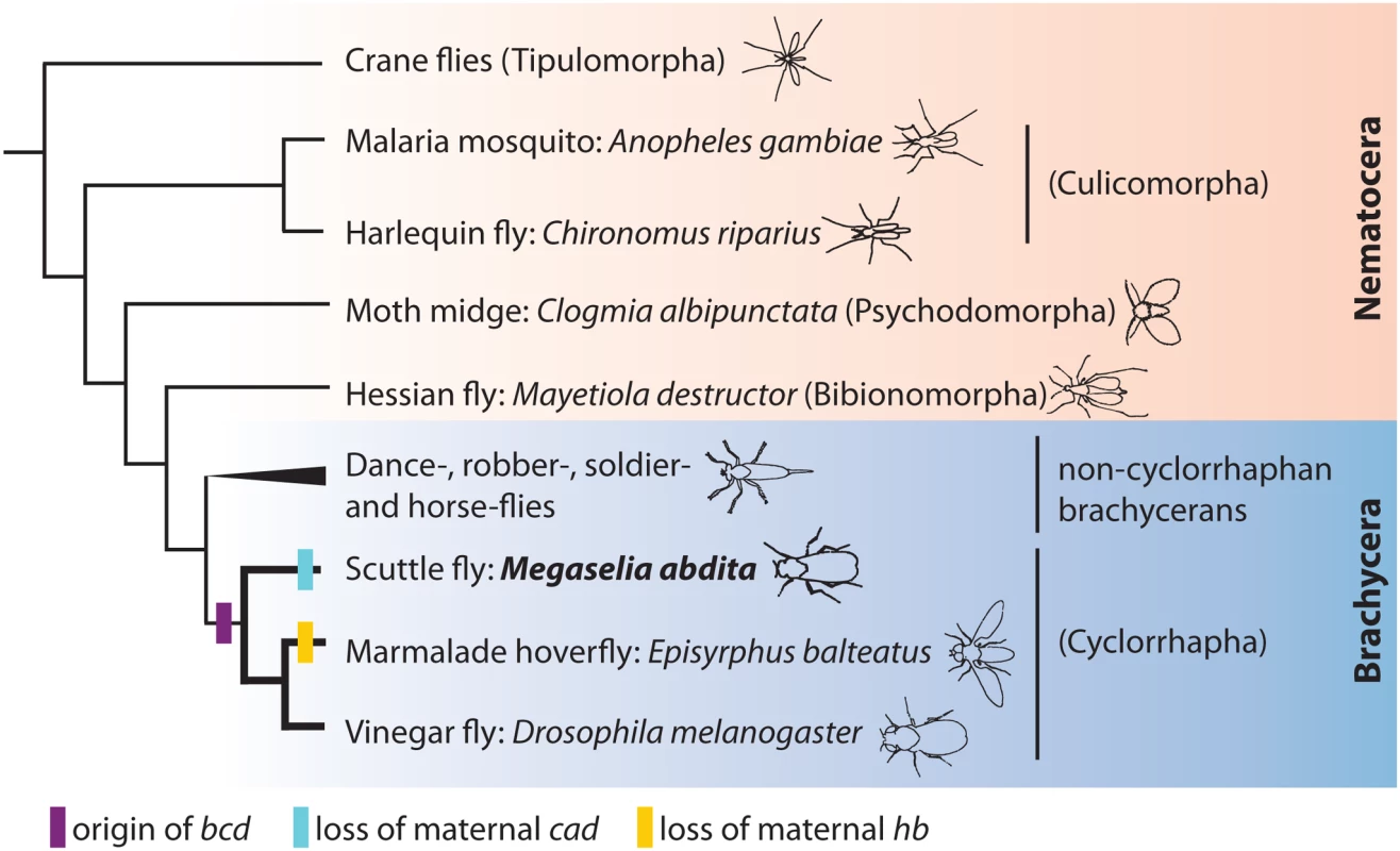 Phylogenetic position of <i>M</i>. <i>abdita</i>.