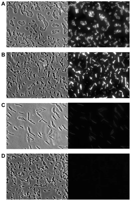 Evidence for <i>pid</i> transcription during P22 infection at the single cell level.