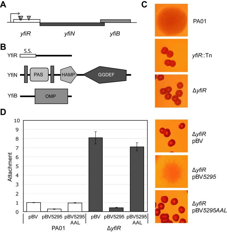 The YfiBNR system of <i>Pseudomonas aeruginosa.</i>