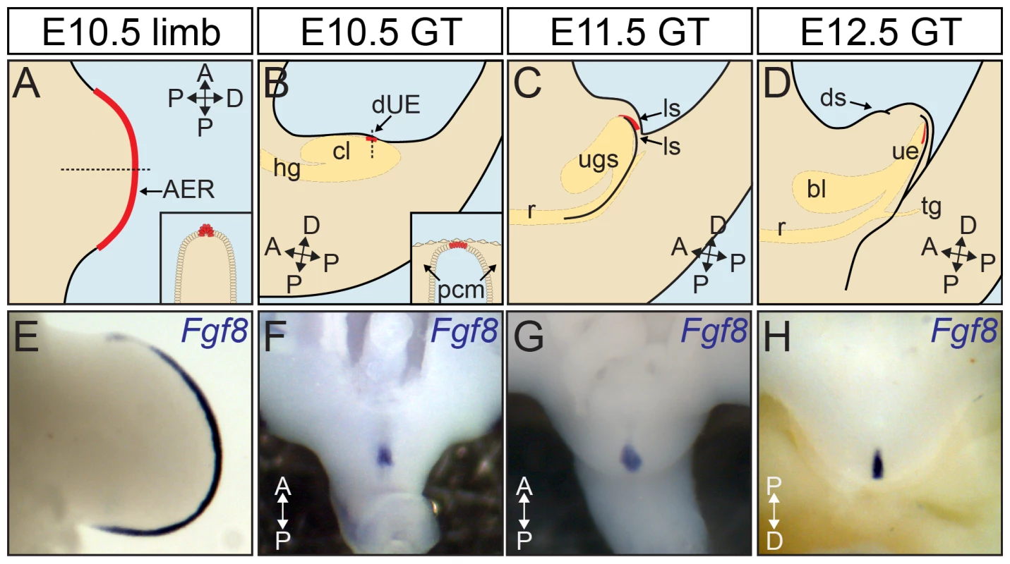Distal signaling epithelia in the outgrowth of body appendages.