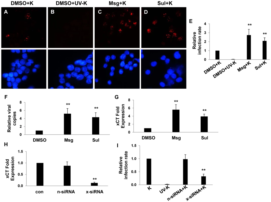 xCT mediates KSHV infection of macrophages.
