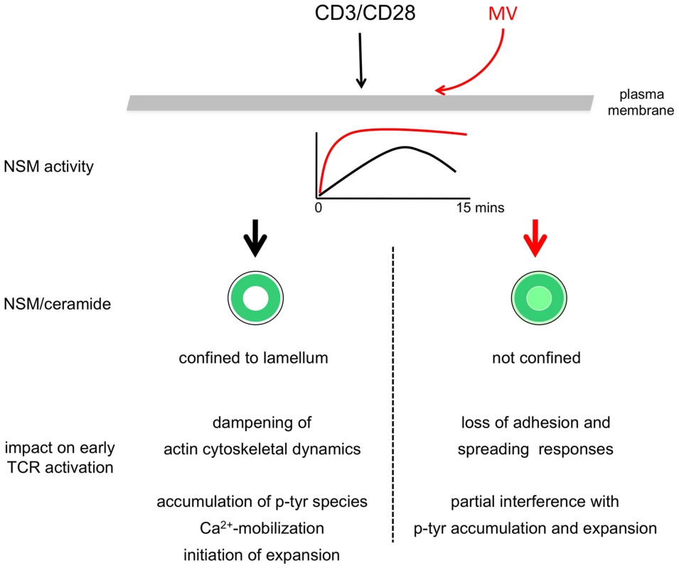 Model of NSM-dependent T cell suppression.