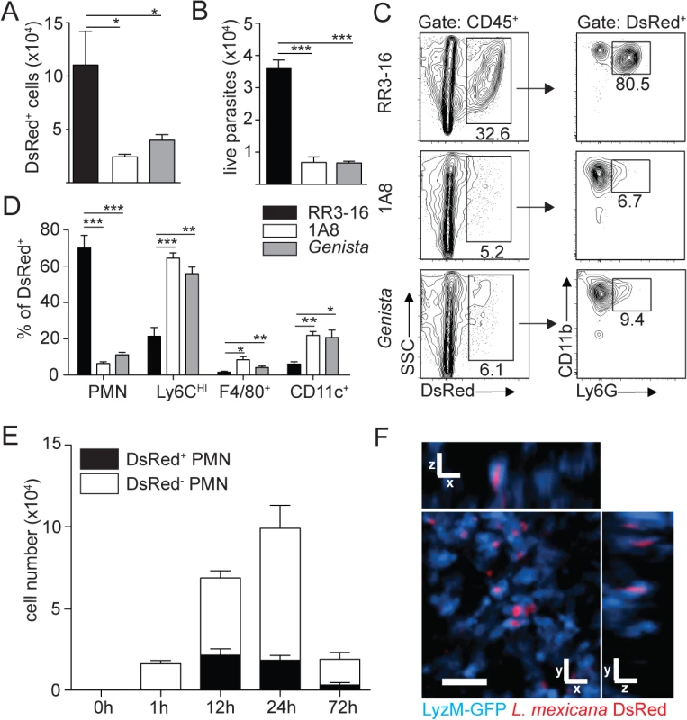 Sequestration of <i>L</i>. <i>mexicana</i> promastigotes by neutrophils impacts on early parasite control.