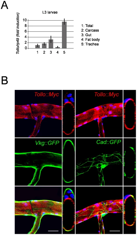 Apical localization of Tollo protein in tracheal cells.