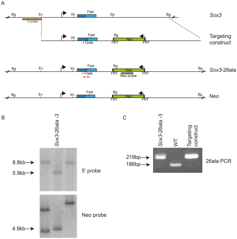 Generation of <i>Sox3</i>-26ala ES cells.