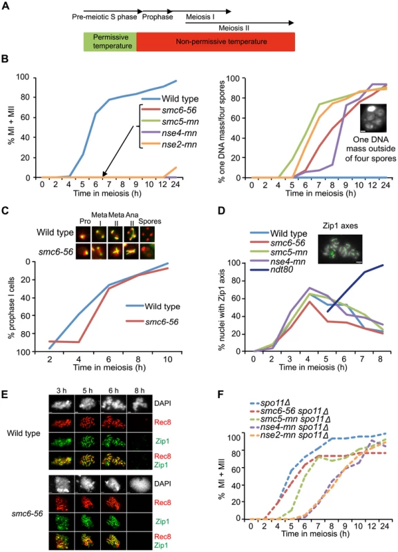 Smc5/6 mutations cause a recombination-dependent segregation block without affecting meiotic progression.