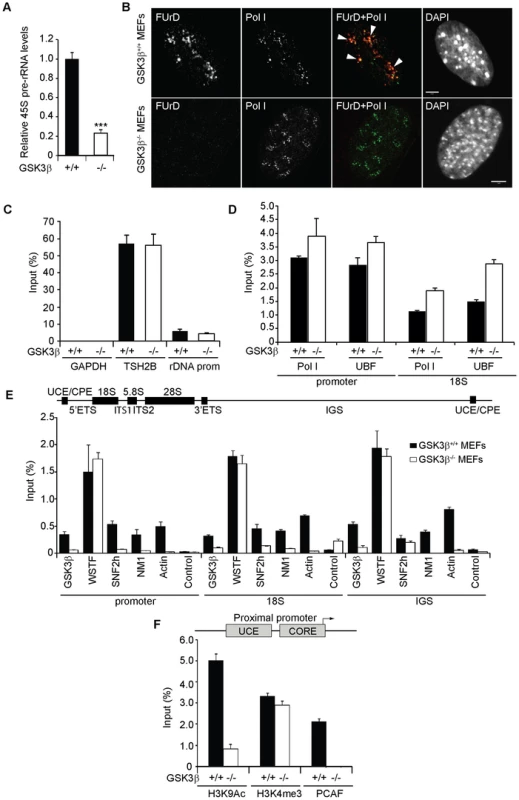 GSK3β regulates pol I transcription activation.
