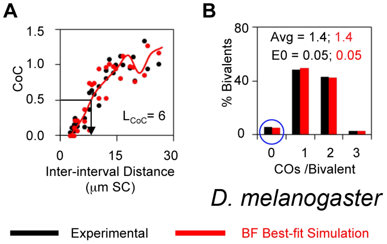 Experimental and BF analysis of CO patterns in Drosophila.