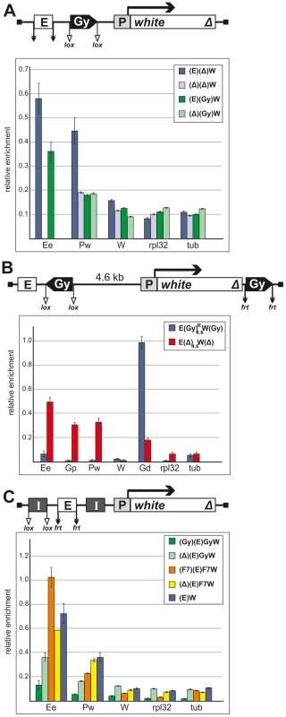 Binding of Zeste to the <i>white</i> enhancer, promoter, and coding region in the transgenic constructs.
