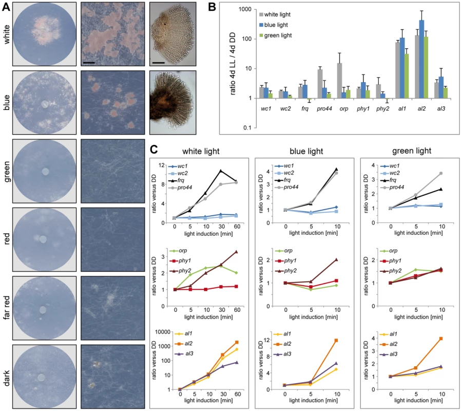 Fruiting body development and gene expression under different light regimes.