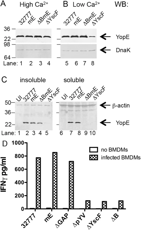 Measurement of production, translocation and antigen presentation of YopE in vitro.