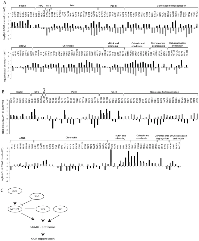 Effect of <i>slx5Δ</i> on the sumoylation of SUMO targets.