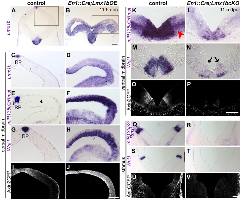 <i>Lmx1b</i> is necessary and sufficient for normal expression of <i>miR135a2/Rmst, Wnt1</i>, and Wnt signaling in the midbrain.