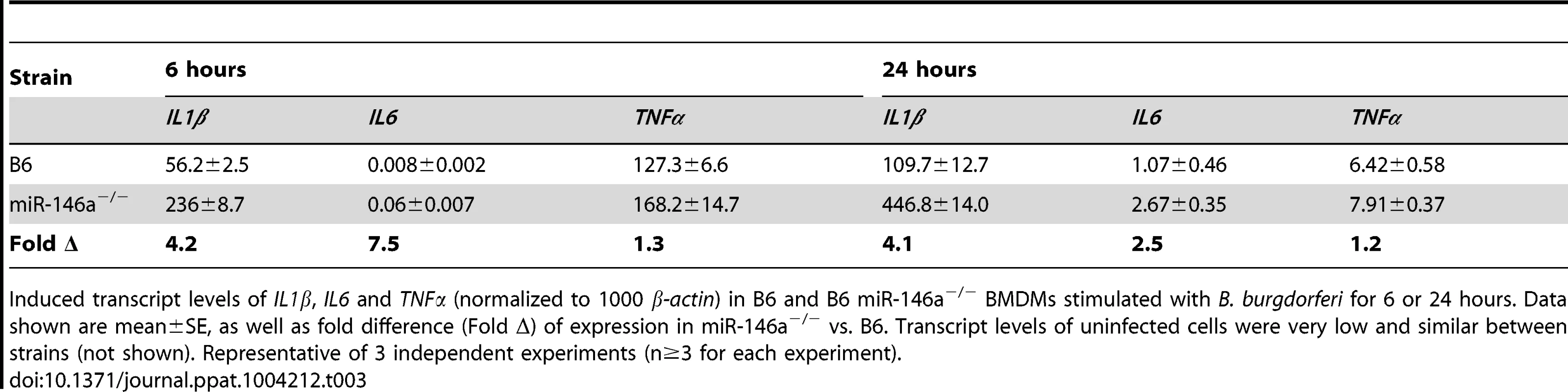 mRNA expression of induced cytokines in BMDMs from B6 and B6 miR-146a<sup>−/−</sup> mice after 6 and 24 hours stimulation with <i>B. burgdorferi</i>.