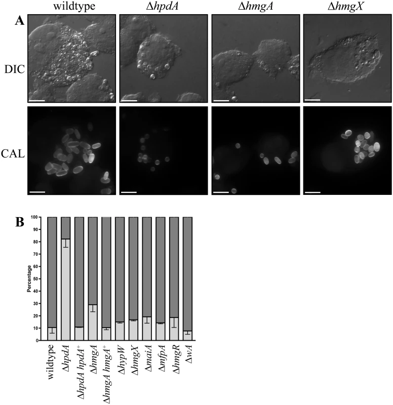 <i>ex vivo</i> growth in macrophages.