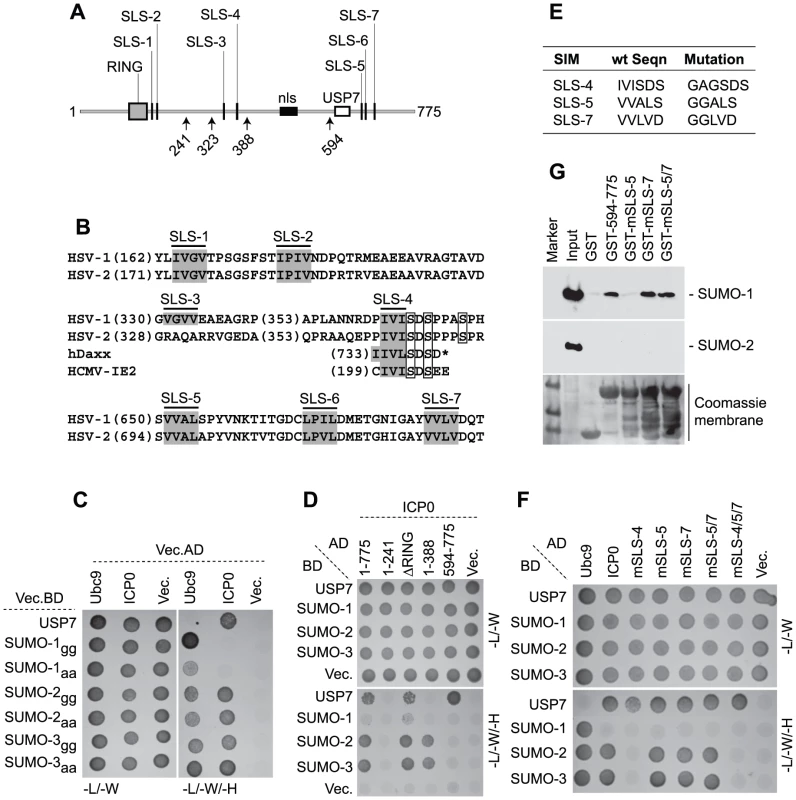 ICP0 interacts with SUMO in a SIM-dependent manner.