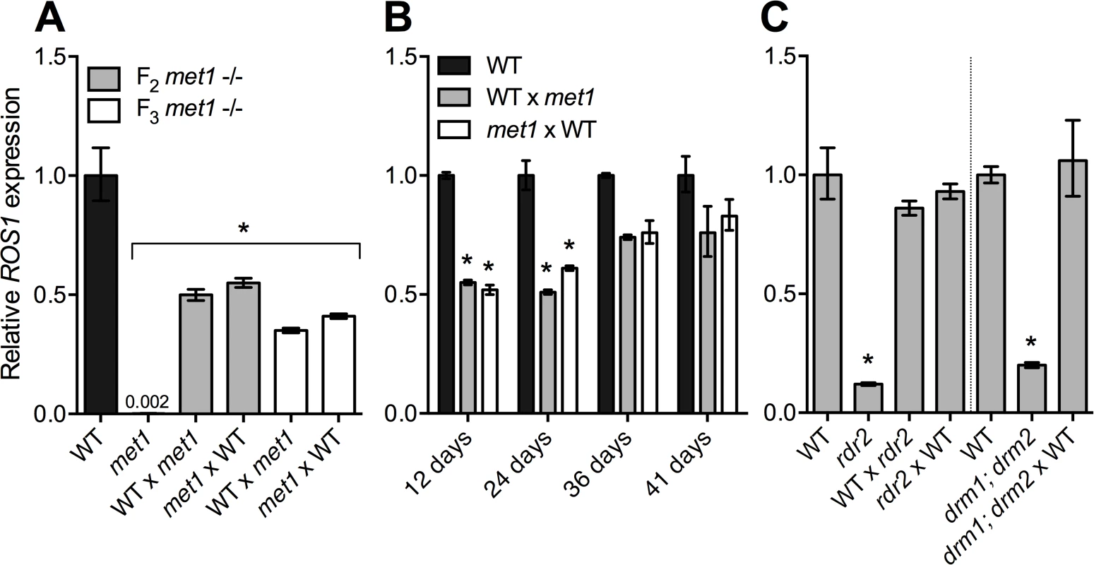 <i>ROS1</i> down-regulation in RdDM mutants is not heritable through meiosis.