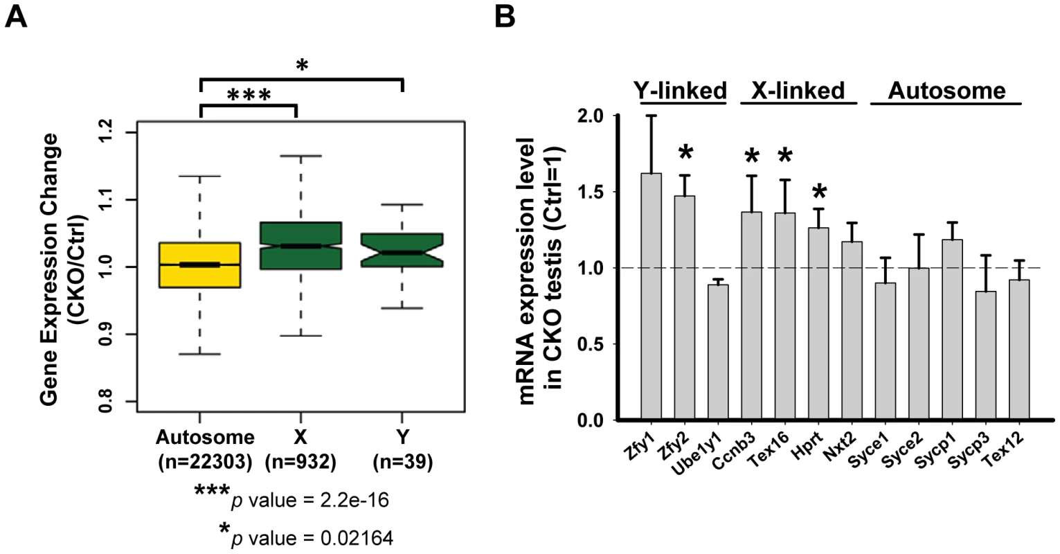 <i>Ikbkap</i> is required for MSCI.