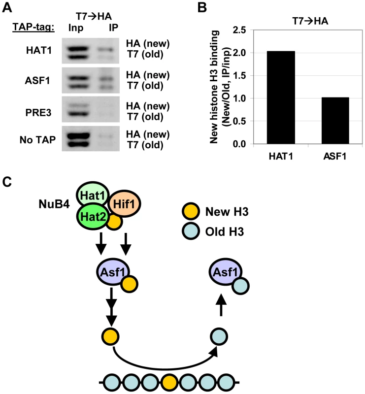 Hat1 and Asf1 bind a different subset of the soluble histone pool.