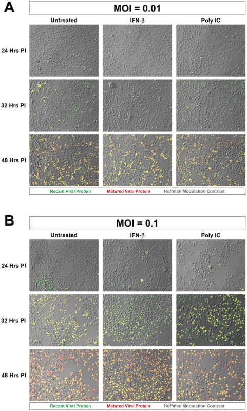 Progression of Timer-CVB3 infection in HeLa cells pretreated with IFN-β or Poly IC.