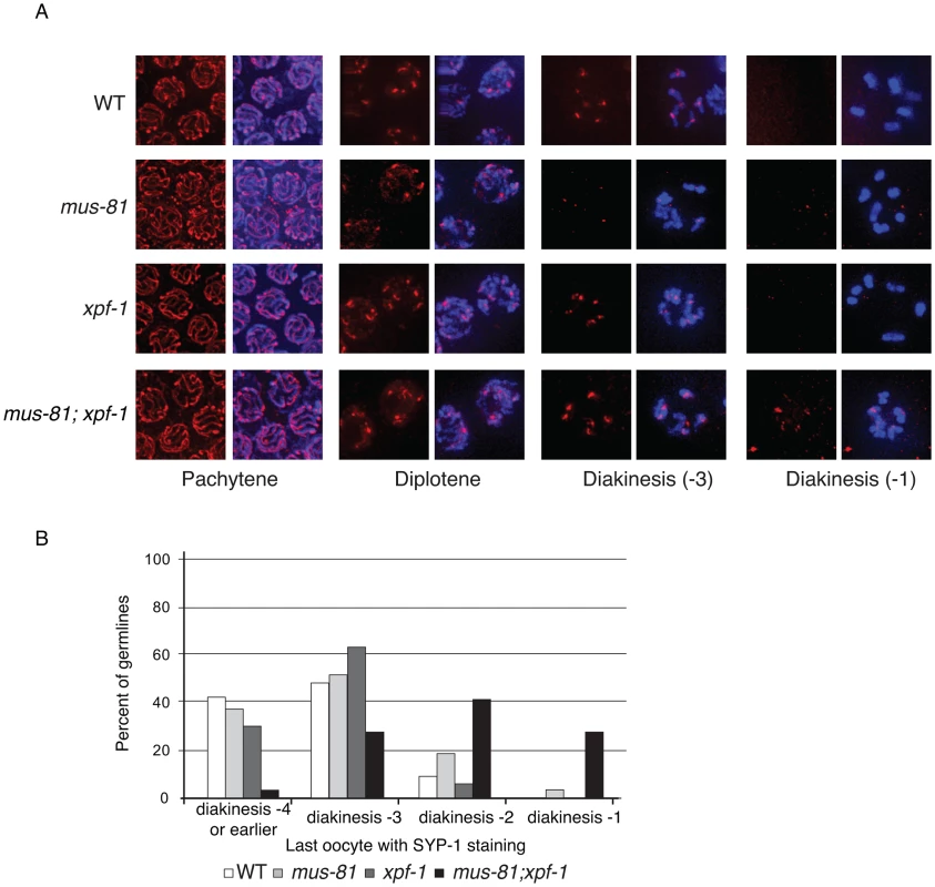 Loss of MUS-81 and XPF-1 affects the maturation of meiotic chromosomes.