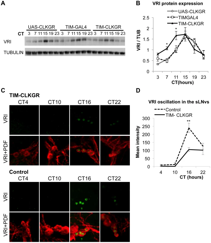 TIM-CLKGR flies display low amplitude circadian protein oscillations.