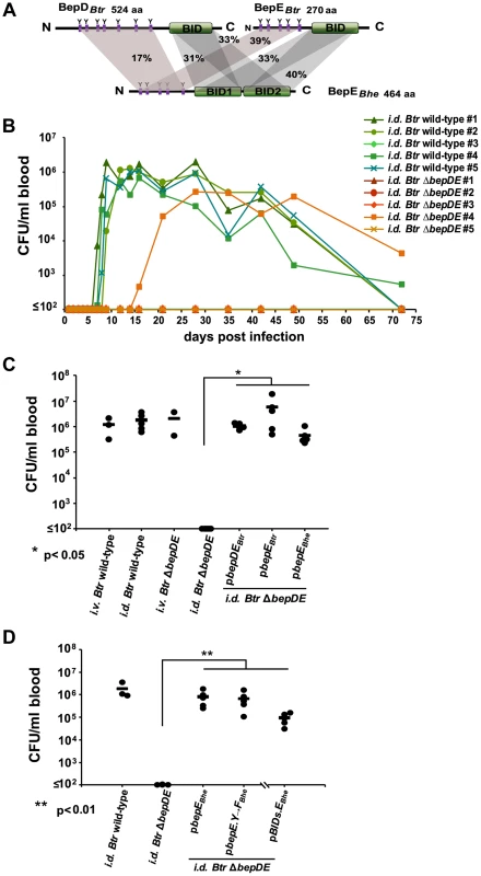 BepE is essential for <i>Bartonella tribocorum</i> (<i>Btr</i>) to establish bacteremia after <i>intradermal</i> (<i>i.d.</i>) infection of the rat reservoir host.