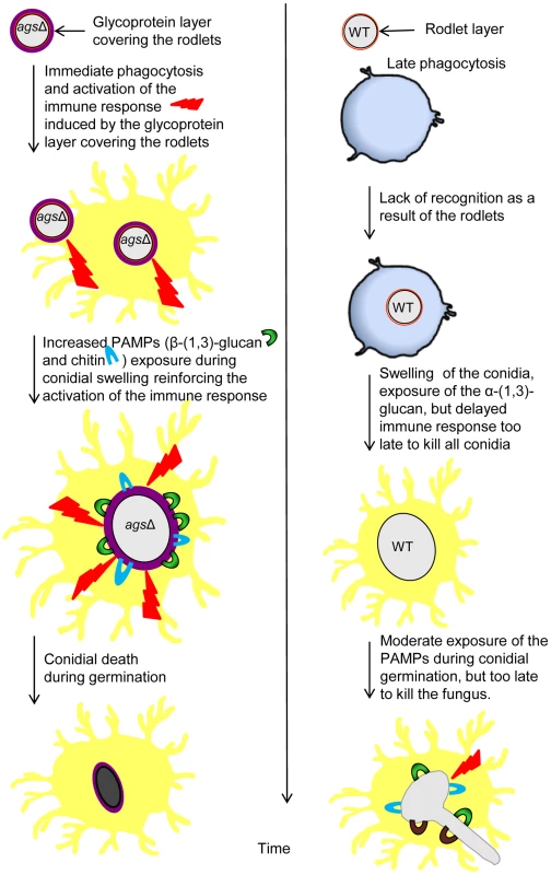 Working model explaining sequential and differential immune events upon inhalation of the <i>ags</i>Δ mutant and the parental (<i>ku80</i>) strain conidia.