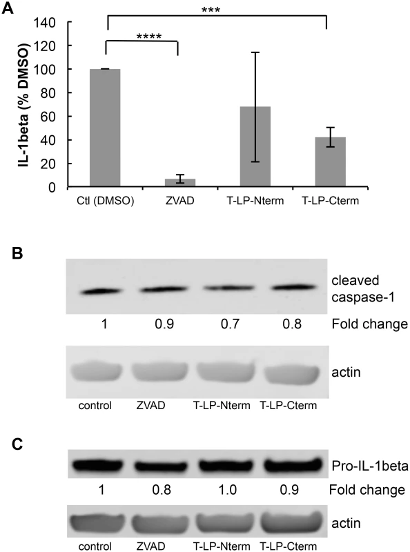 Peptides containing LANA caspase cleavage sites inhibit IL-1β production.