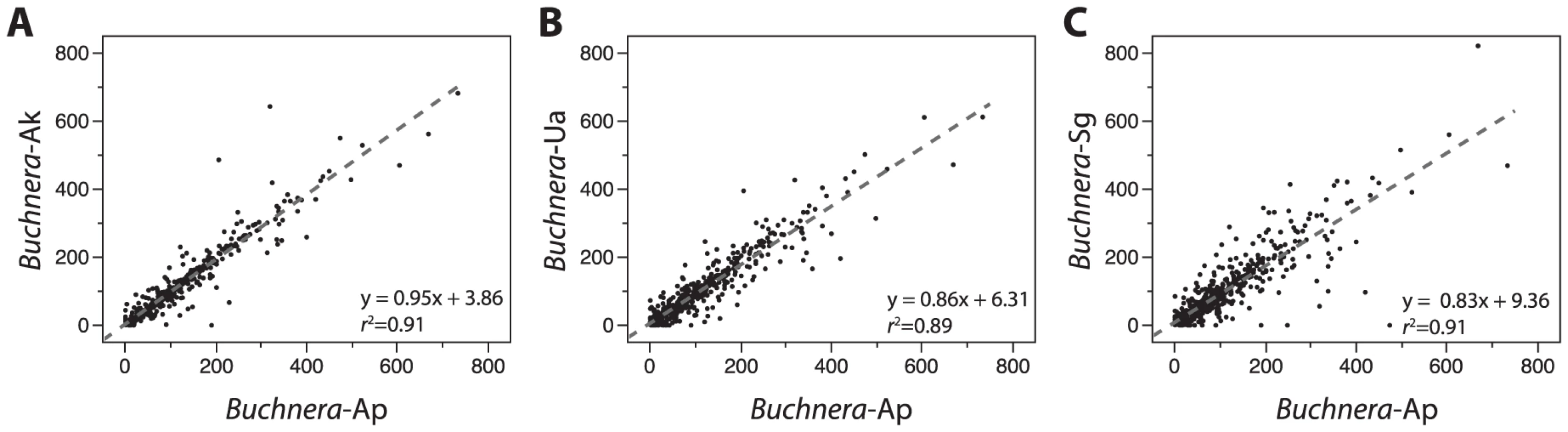 Conservation of IGS lengths among <i>Buchnera</i> from Aphidinae hosts.