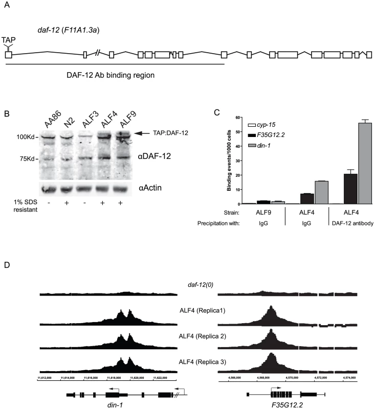 Generation of DAF-12 transgenic worms.