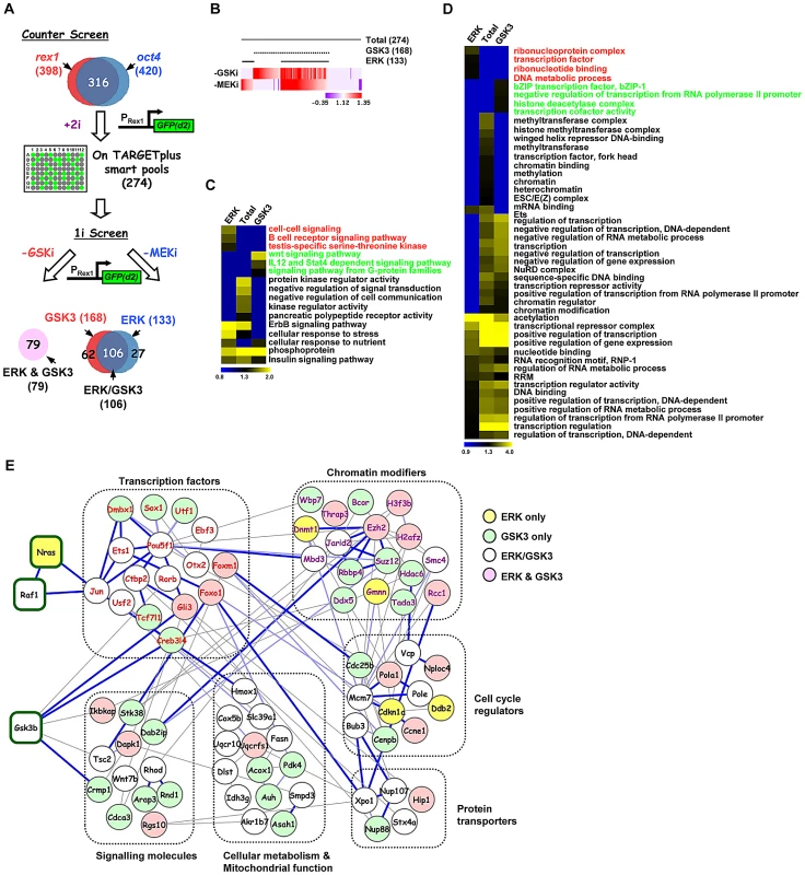 Secondary screening and association of genes to the ERK and/or GSK3 pathways.
