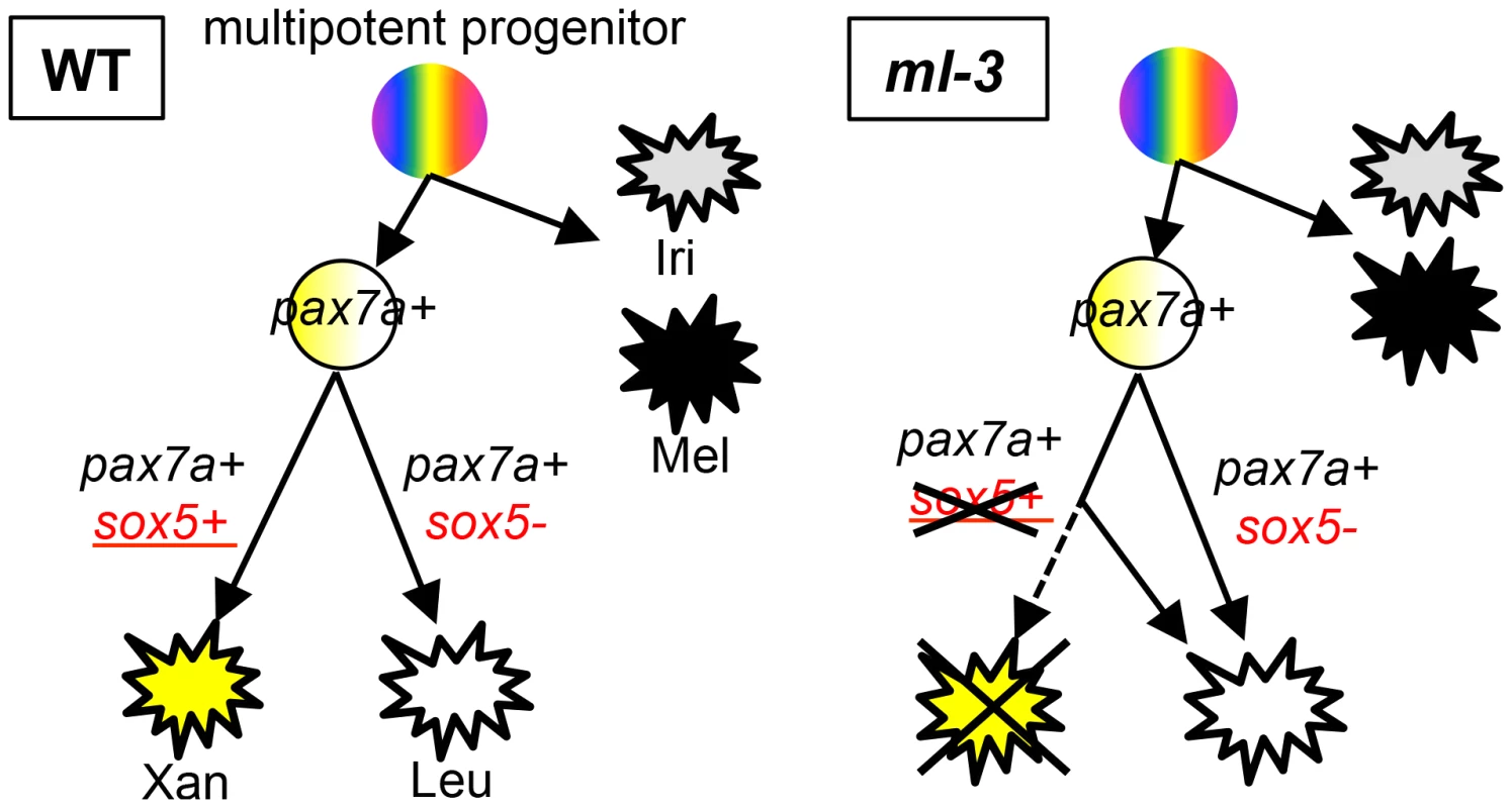Model for xanthophore and leucophore development from neural crest.