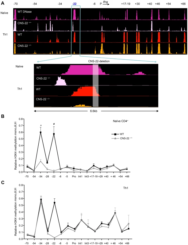 CNS-22 plays a limited role in long-range remodeling of the extended <i>Ifng</i> locus.