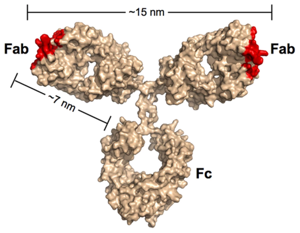 Scale model of an IgG antibody.