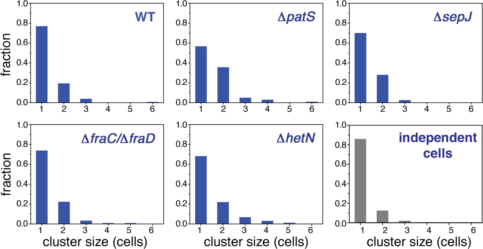 Higher order correlations of <i>hetR-gfp</i> expression along filaments.