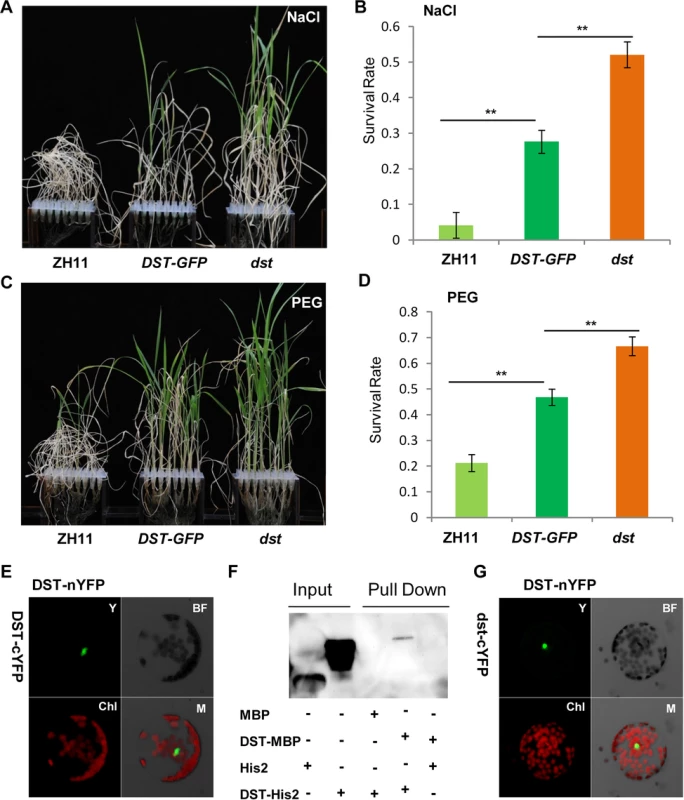 DST functions as a dimer.