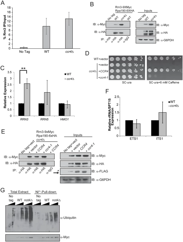 Loss of Ccr4-Not function disrupts regulation of Rrn3-Pol I complex formation.