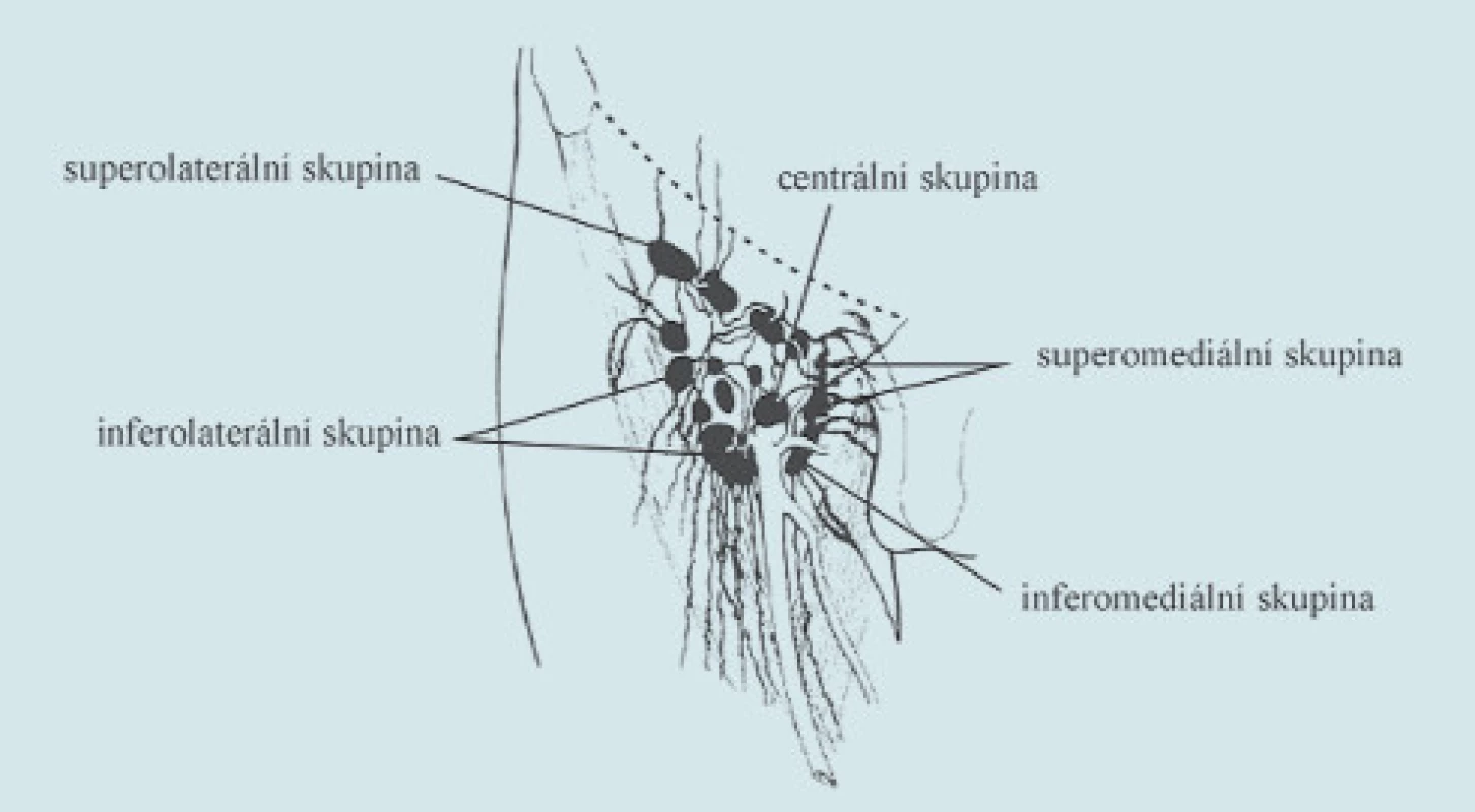 Nodi lymphatici inguinales superficiales.