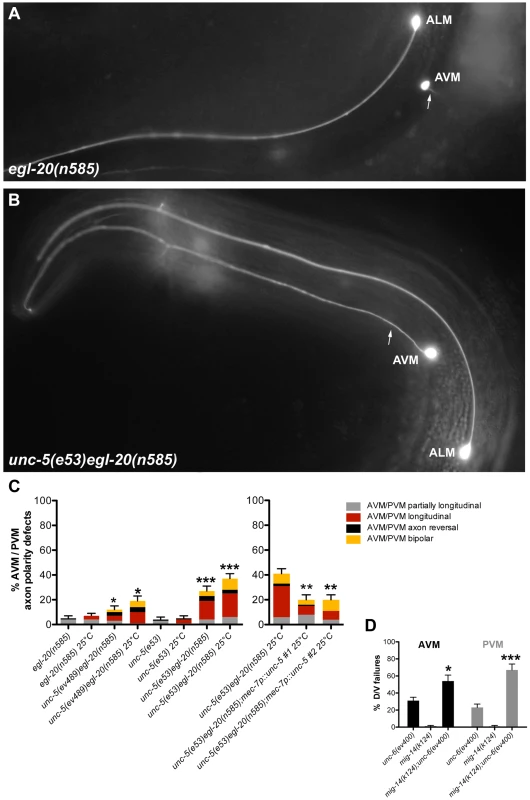 Wnt and Netrin signaling components function redundantly to regulate D/V axon guidance of AVM and PVM neurons.