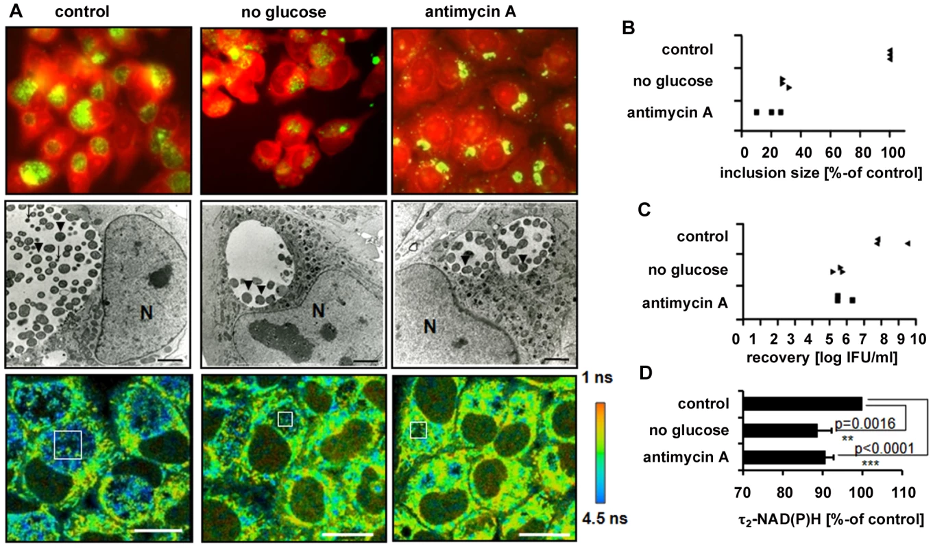 Impact of host-cell metabolism inhibition on chlamydial development and τ<sub>2</sub>-NAD(P)H inside chlamydial inclusions.