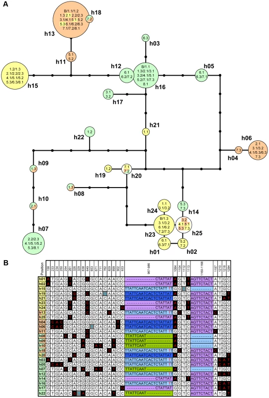 Recurrent sequence exchange between coding regions of <i>A.</i>