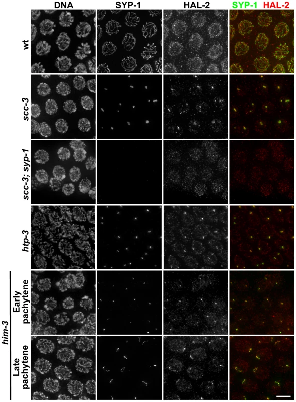 HAL-2 colocalizes with SYP proteins in aggregates that form when SC assembly is prevented.
