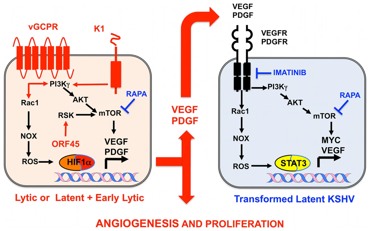 Molecular mechanisms, therapeutic targets, and clinically tested drugs in AIDS-KS paracrine viral oncogenesis.