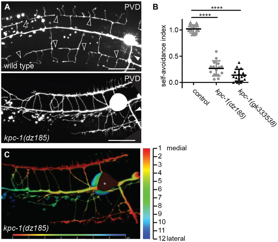 <i>kpc-1</i> serves a function in dendritic self-avoidance.