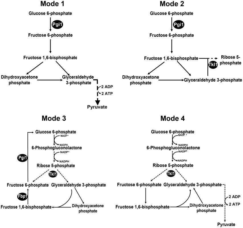 Potential metabolic destinations for G6P.