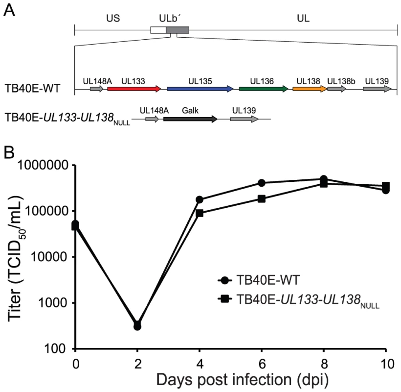 Construction and characterization of the TB40E-<i>UL133-UL138</i><sub>NULL</sub> virus.
